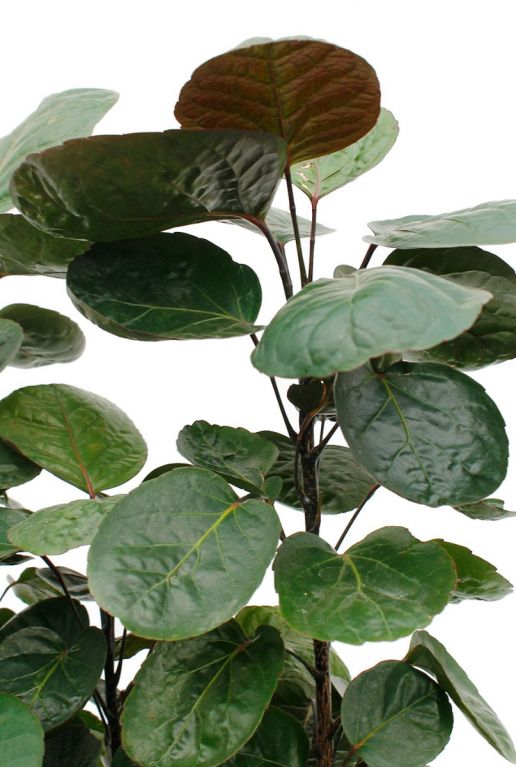 Hoya Krohniana Silver blad