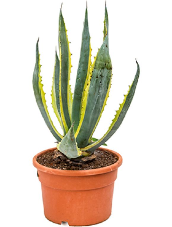 Agave americana