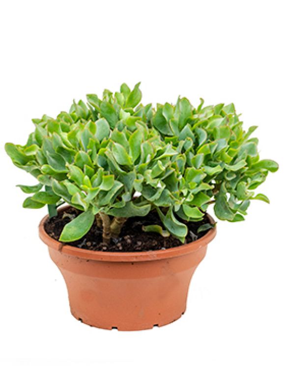 Crassula argentea
