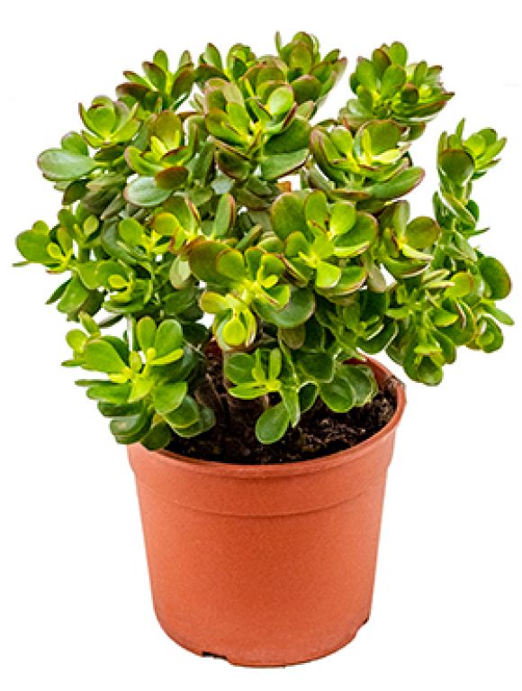 Crassula ovata minor