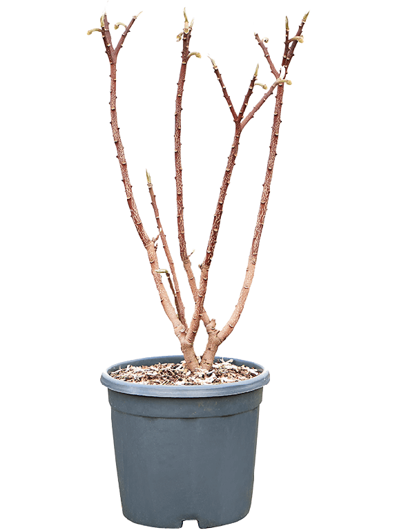 Hoya Krohniana Silver blad