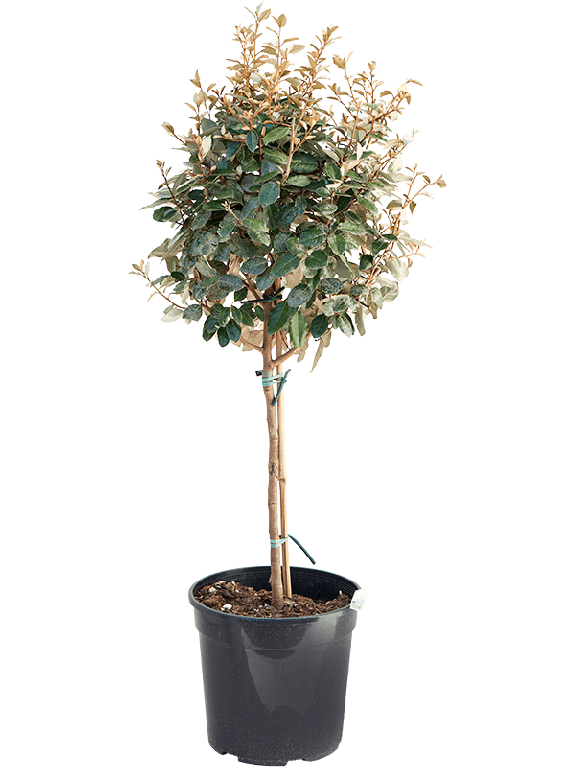 Hoya Serpens blad