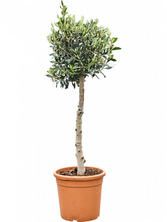 Scindapsus Treubii Dark plant