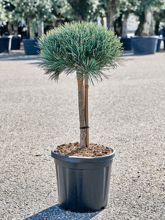 Epipremnum Pinnatum Global Green