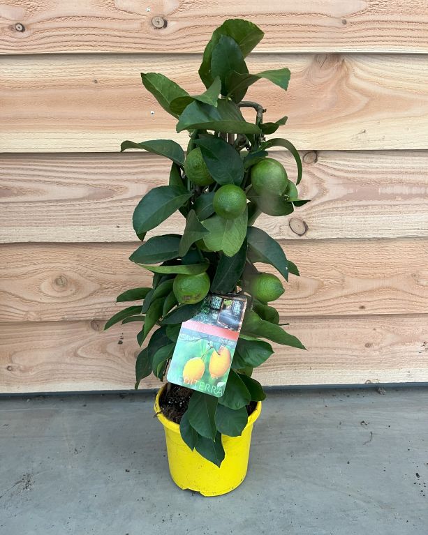 Hoya Krohniana Silver blad