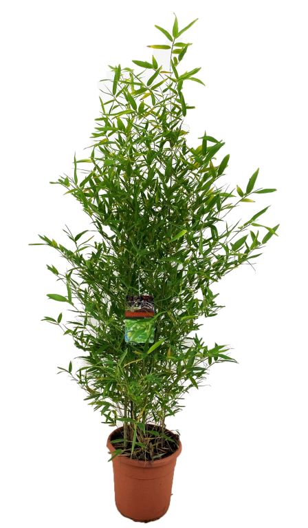 Epipremnum Pinnatum Global Green