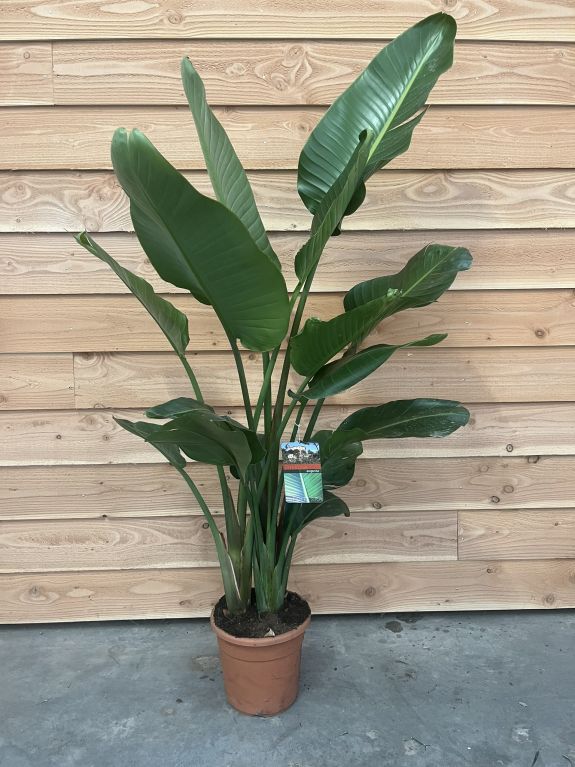 Alocasia Branchifolia Pink Passion blad