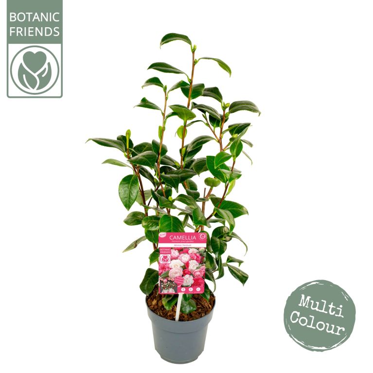 Scindapsus Treubii Dark plant