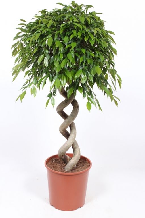 Ficus Foliole