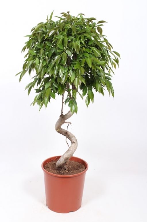Ficus Foliole