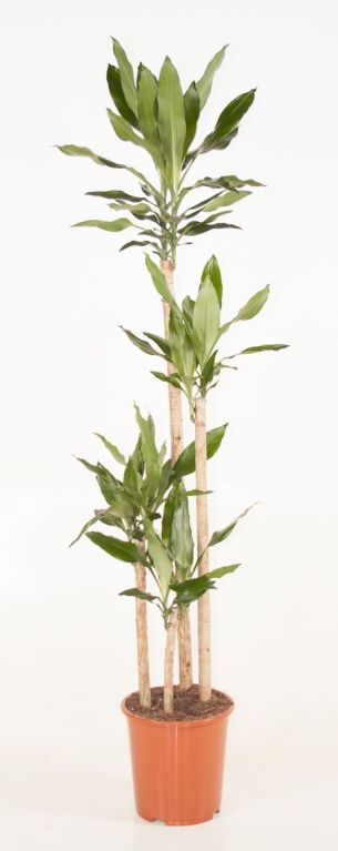 Dracaena steudneri 