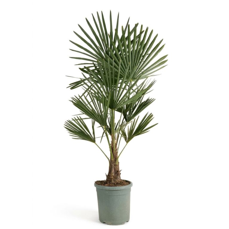0003 trachycarpus fortunei stam 15-20
