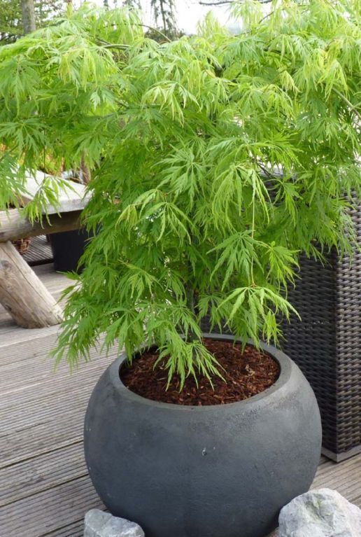Acer palmatum dissectum plante de jardin