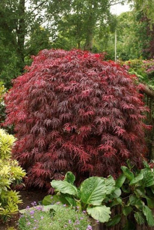 Acer palmatum garnet plante de jardin