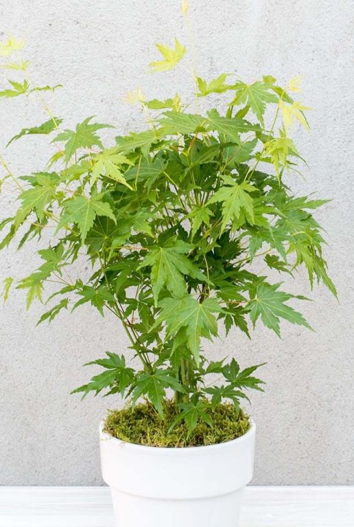 Acer palmatum going green plante de jardin p10