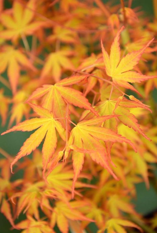 Acer palmatum katsura plante de jardin p15