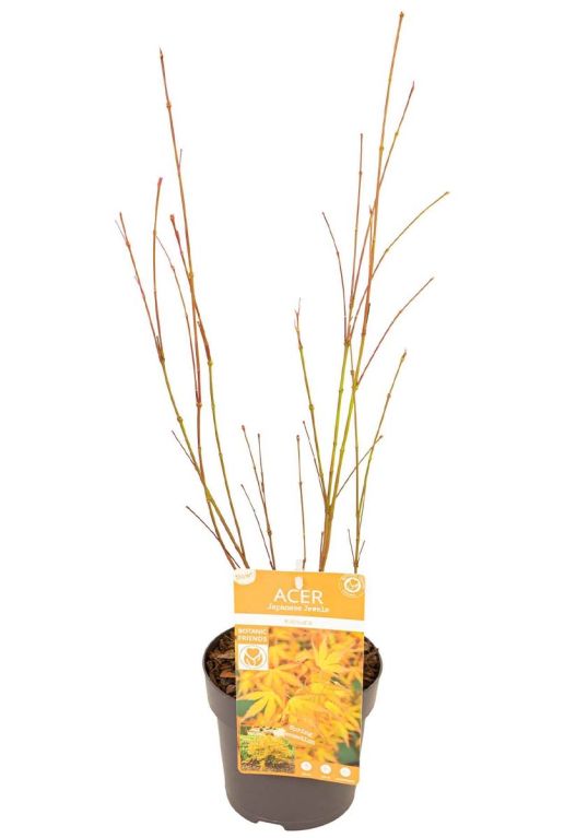 Acer palmatum katsura tuinplant