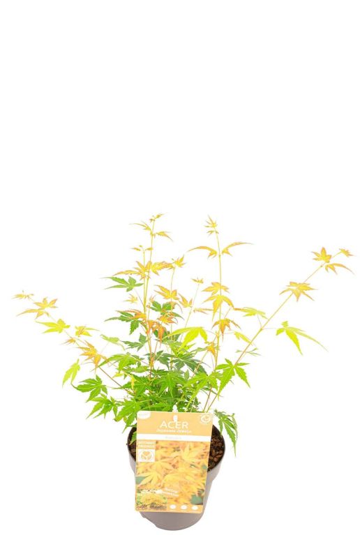 Acer palmatum katsura tuinplant p15