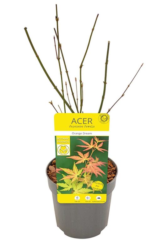 Acer palmatum orange dream p10