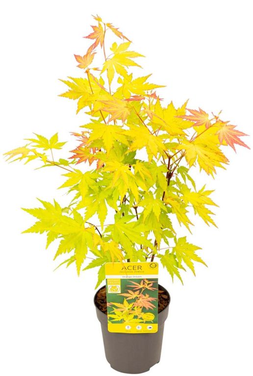 Acer palmatum orange dream p10 plant