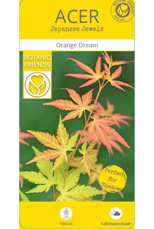 Acer palmatum orange dream p10 planten