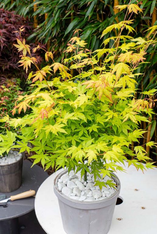 Acer palmatum orange dream plante de jardin 19