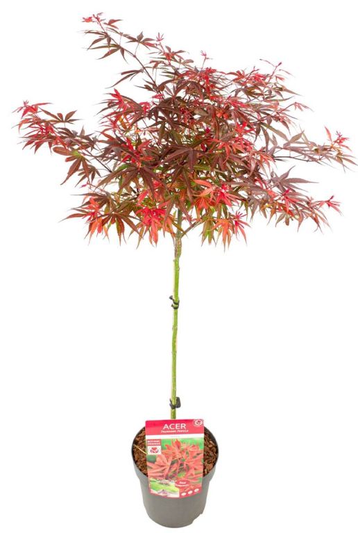 Acer palmatum shaina op stam