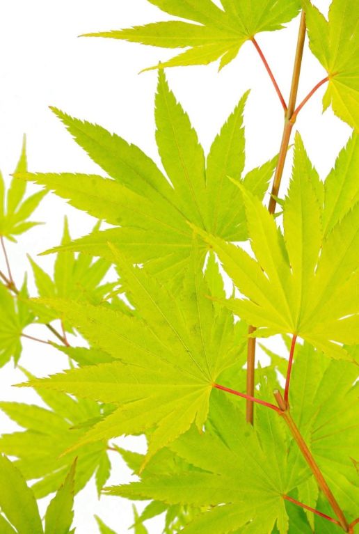 Acer shirasawanum jordan p19 blad