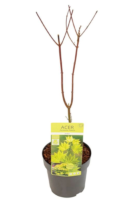 Acer shirasawanum jordan plant p19