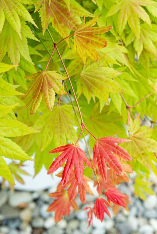 Acer shirasawanum moonrise plante de jardin