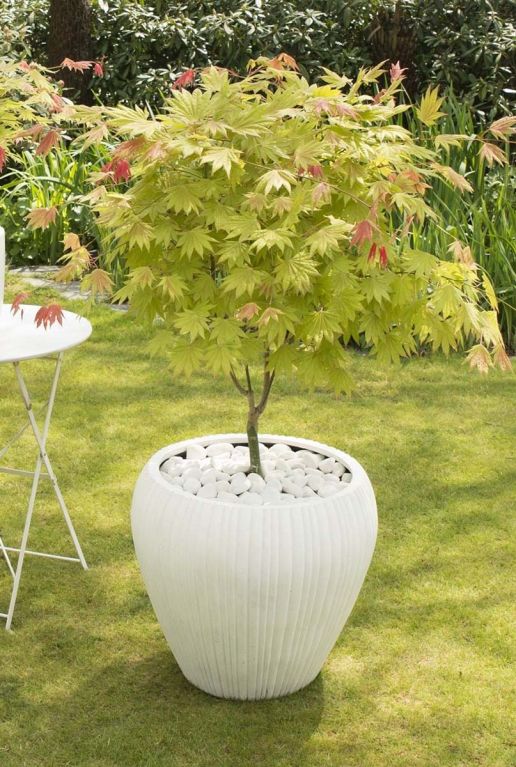 Acer shirasawanum moonrise plante de jardin p19