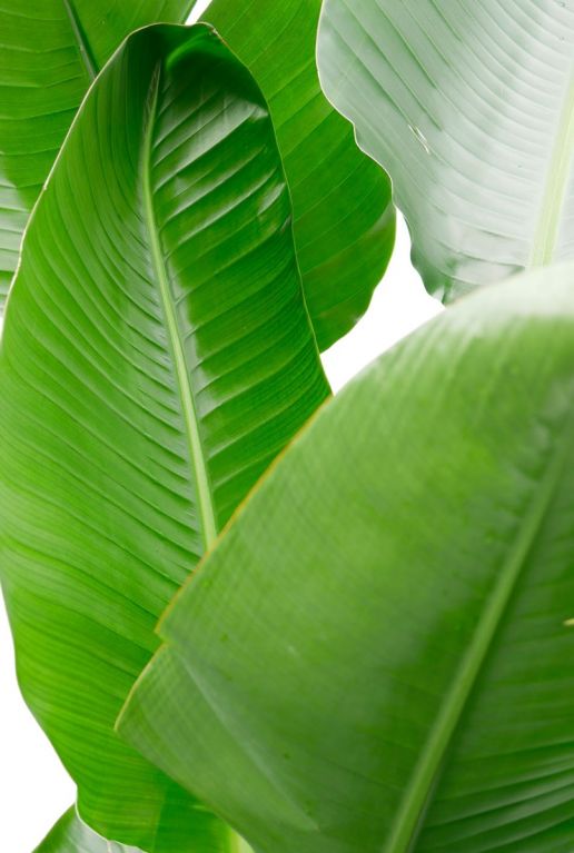 Feuille de Strelitzia nicolai 