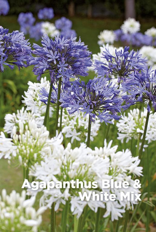 Agapanthus blue white mix bulbes a fleurs