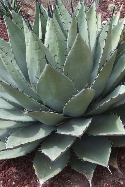 Agave neomexicana plante de jardin p22