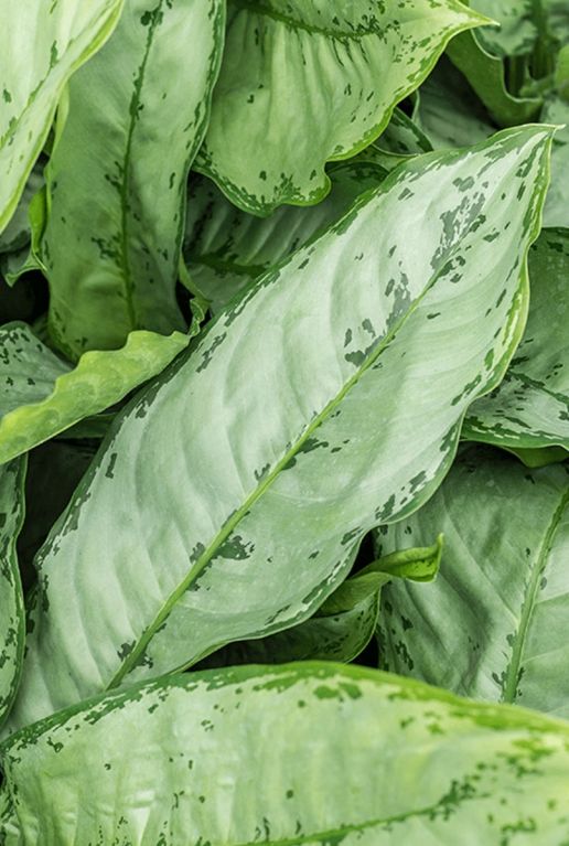 Aglaonema freedman