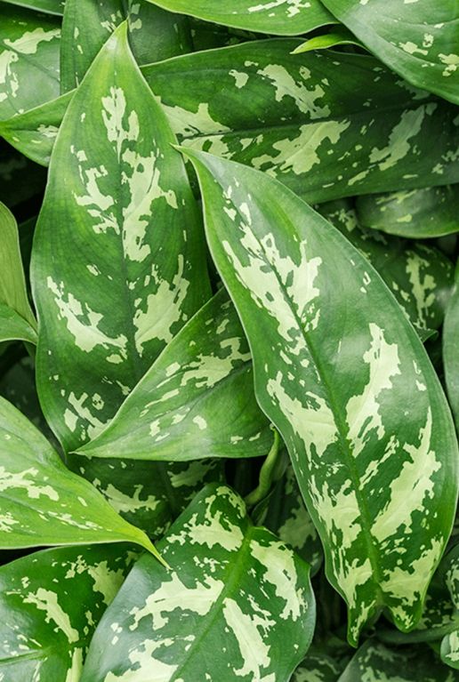 Aglaonema maria kamerplant blad