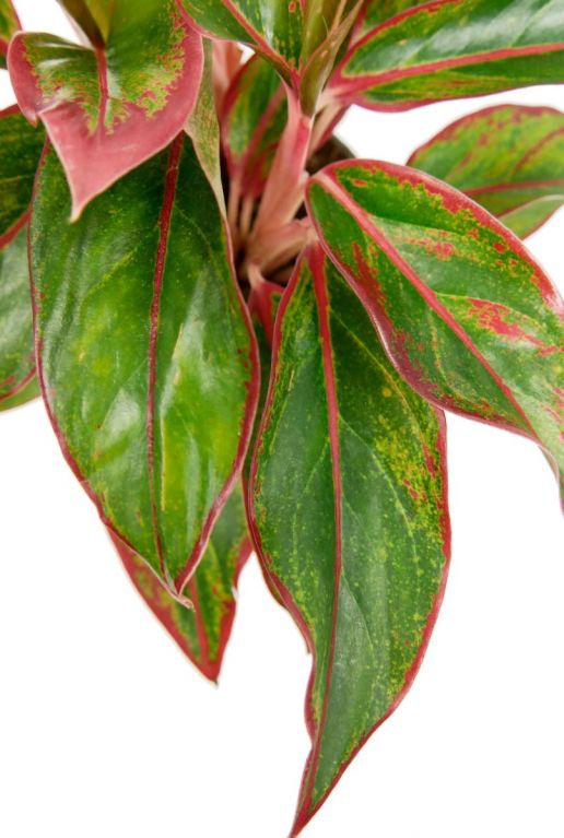 Plante Aglaonema avec des rayures roses