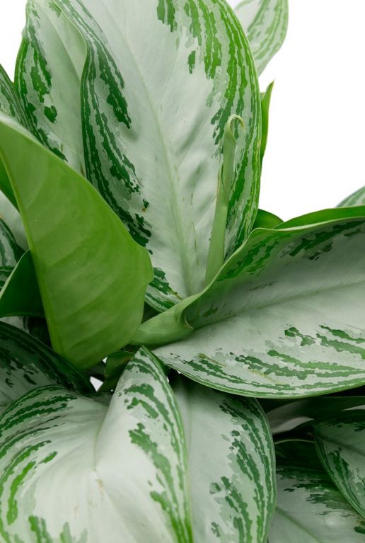 Aglaonema silver bay 1