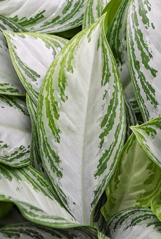 Aglaonema silver bay blad plant