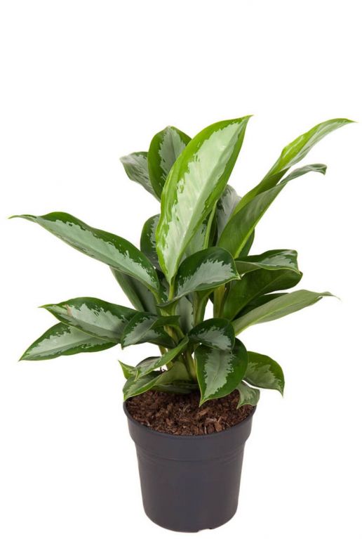 Aglaonema silver moon