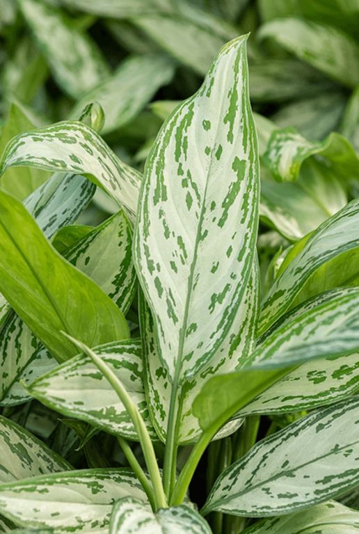 Aglaonema silver queen blad