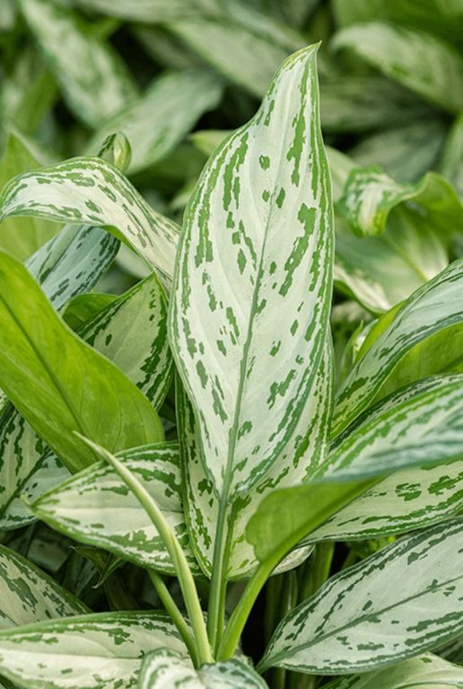 Aglaonema silver queen plant