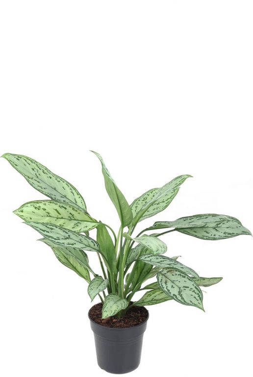 Hoya Krohniana Silver blad