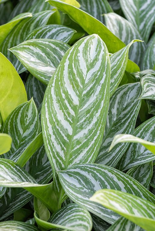 Aglaonema stripes blad 1