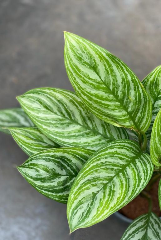 Aglaonema stripes blad 