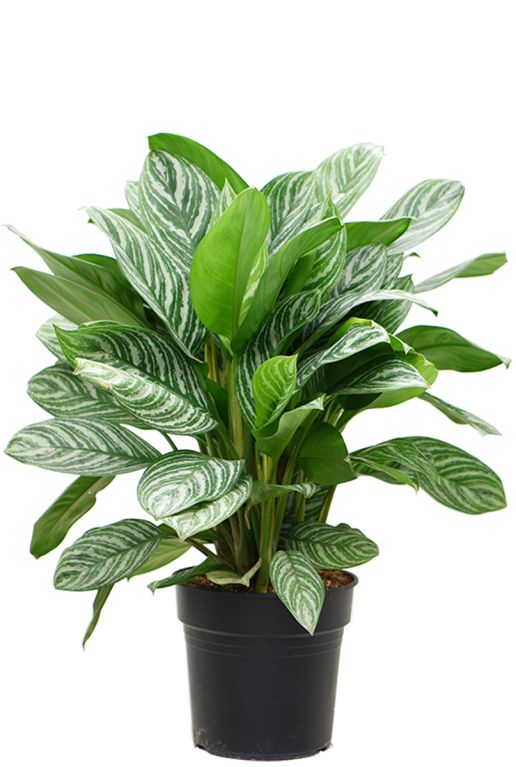 Aglaonema stripes plant 1