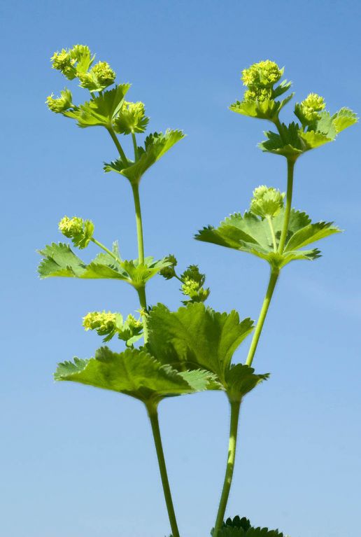 Alchemilla mollis p9