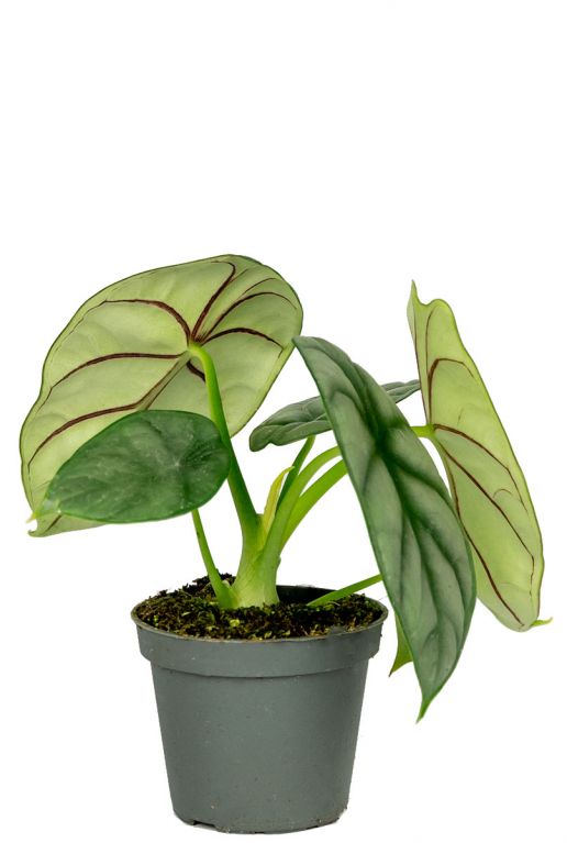 Alocasia boutures