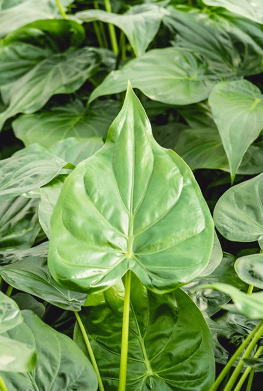 Alocasia cucullata blad 2