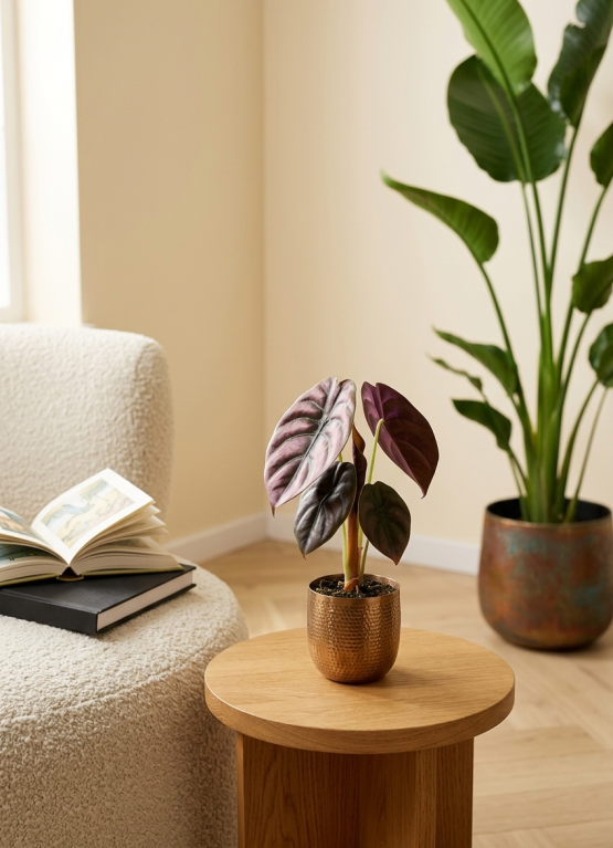 Alocasia Cuprea Red (Red Secret)